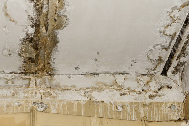 Best Basement Mold Removal  in Mckeesport, PA