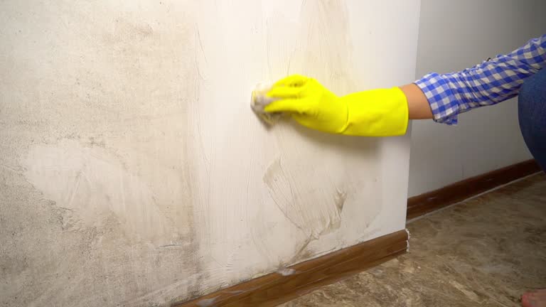  Mckeesport, PA Mold Removal Pros
