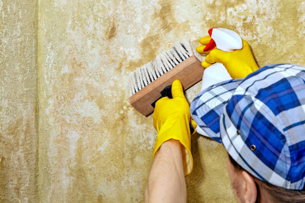 Mold Odor Removal Services in Mckeesport, PA