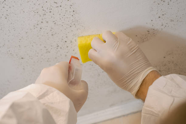Mckeesport, PA Mold Removal Company