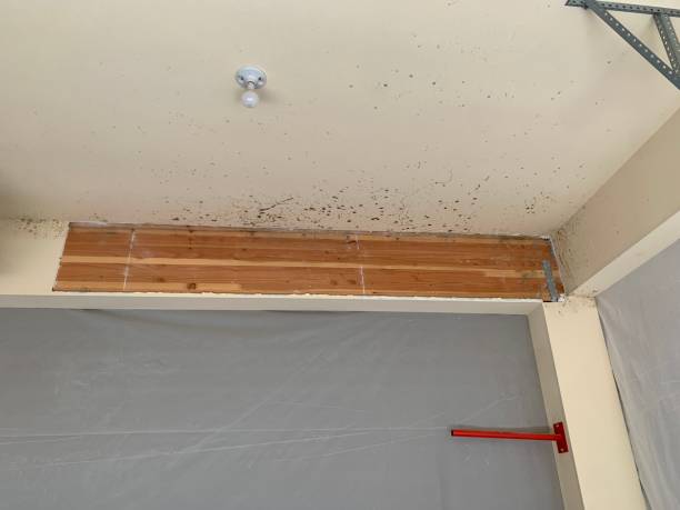 Best Mold Damage Restoration  in Mckeesport, PA