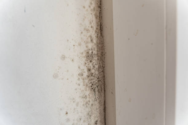 Best Comprehensive Air Testing for Mold Contaminants  in Mckeesport, PA